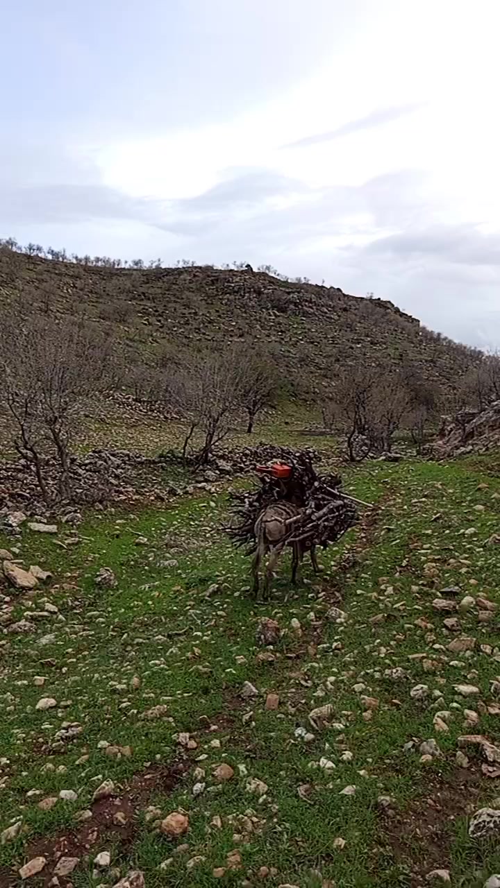 @hebun zınar