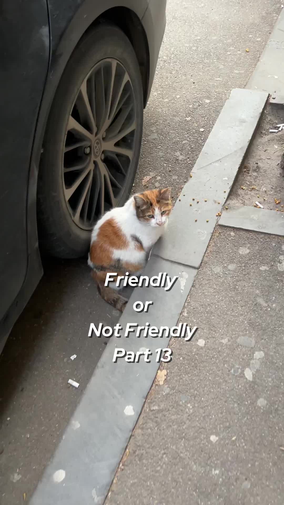@ElkoyCats
