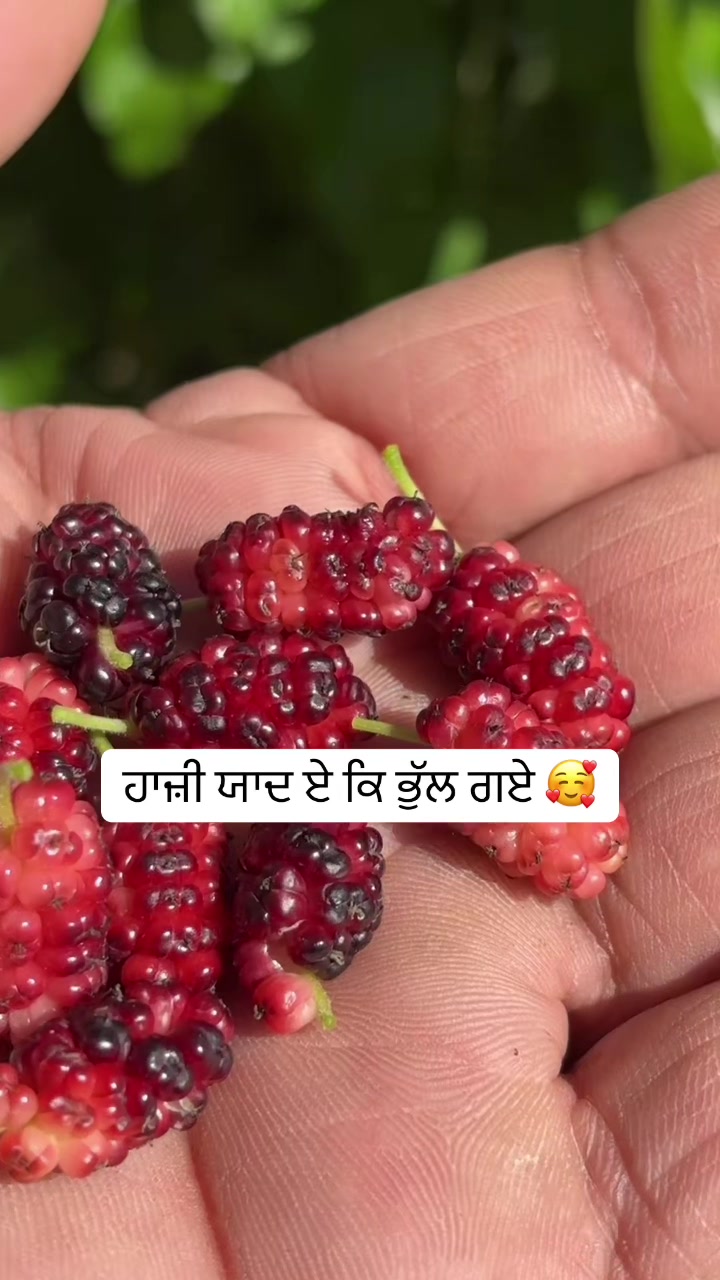 @ਜਜ਼ਬਾਤੀ ਆ 🇨🇦