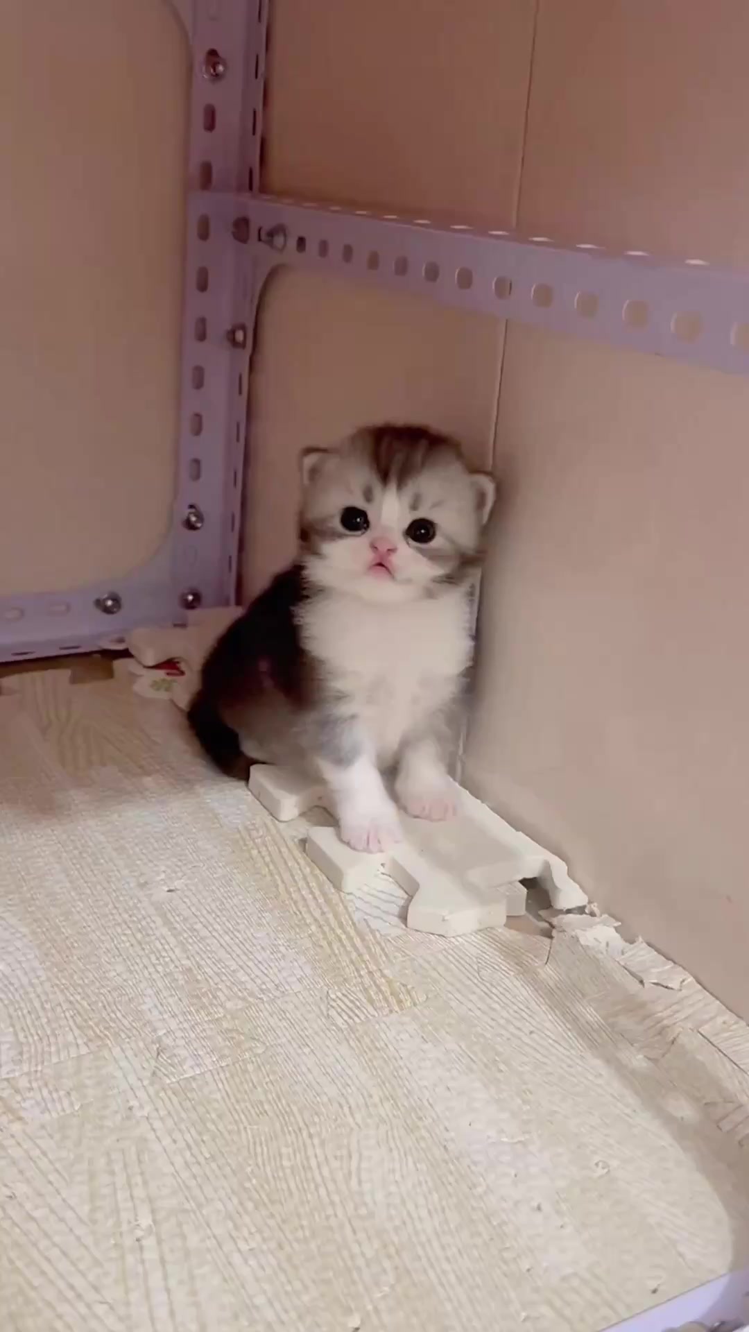 @catbosssss