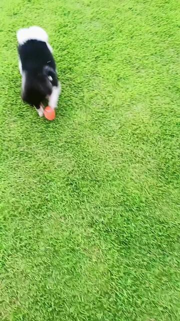 @୧⍣⃝ɷ초코ɞ୨