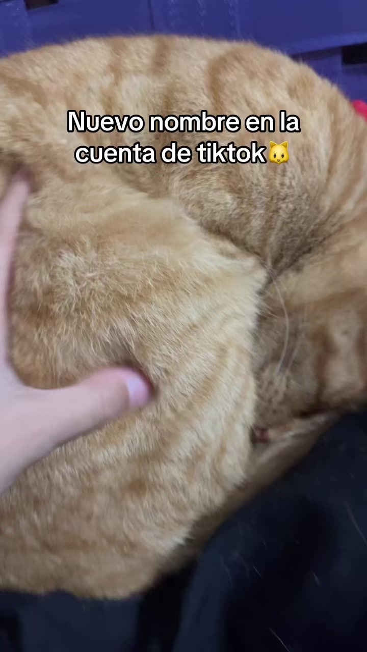 @🐱Dorito Tech🐱