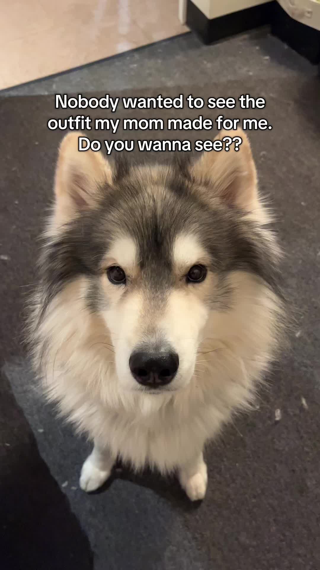 @Echo The Husky