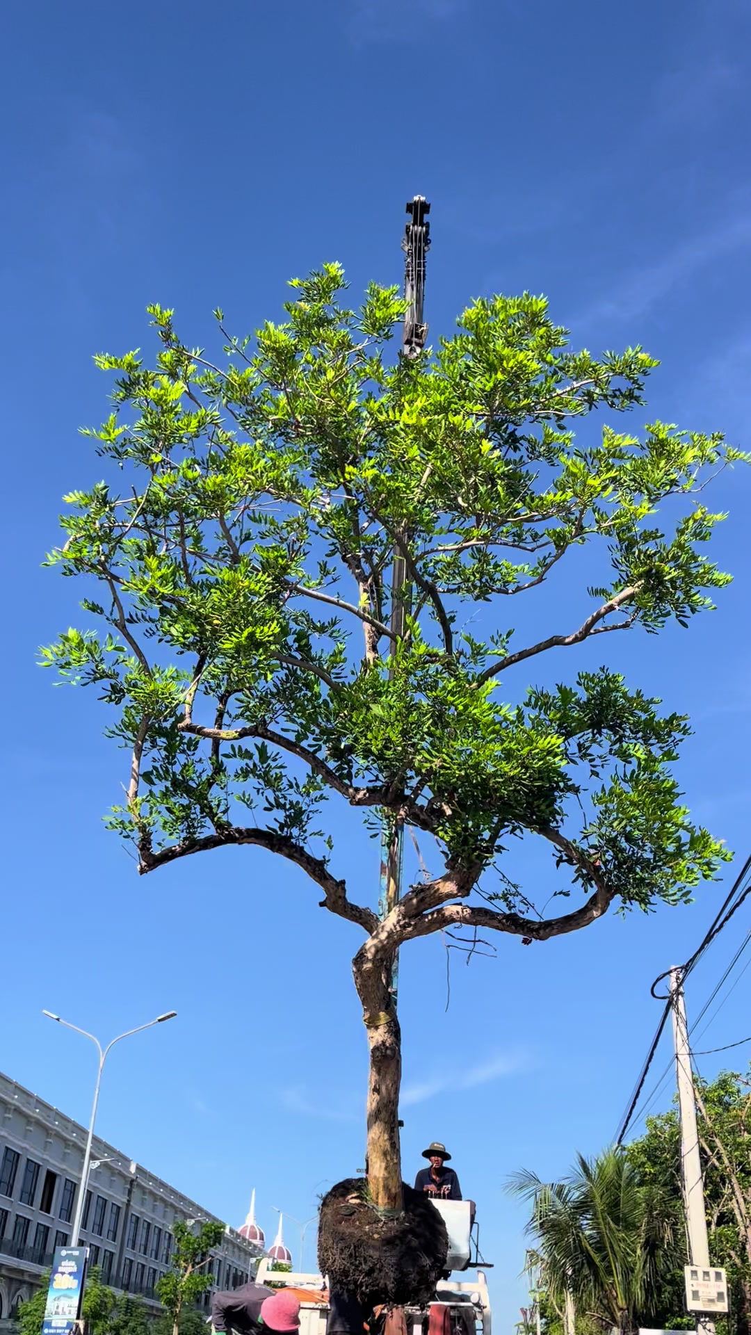 @ពិភពរុក្ខជាតិ - Plants World
