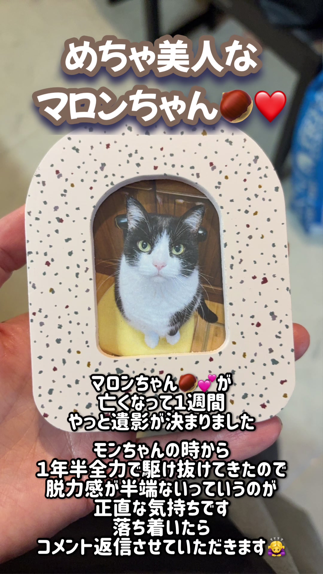 @ねこぷにもふ｜ホワイトシェパードのハクちゃん