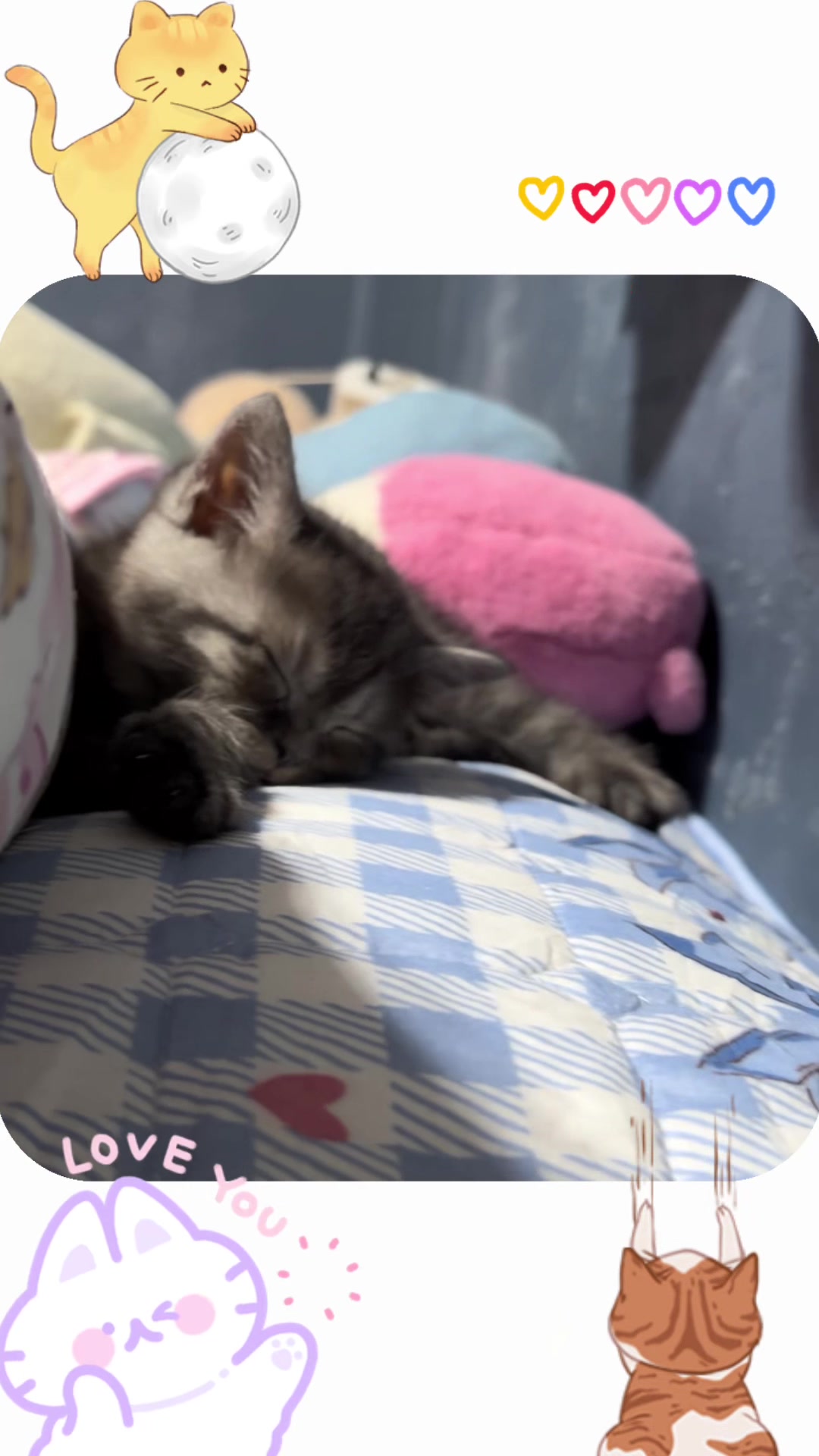 @💕วงจรแมวเหมียว😸😸