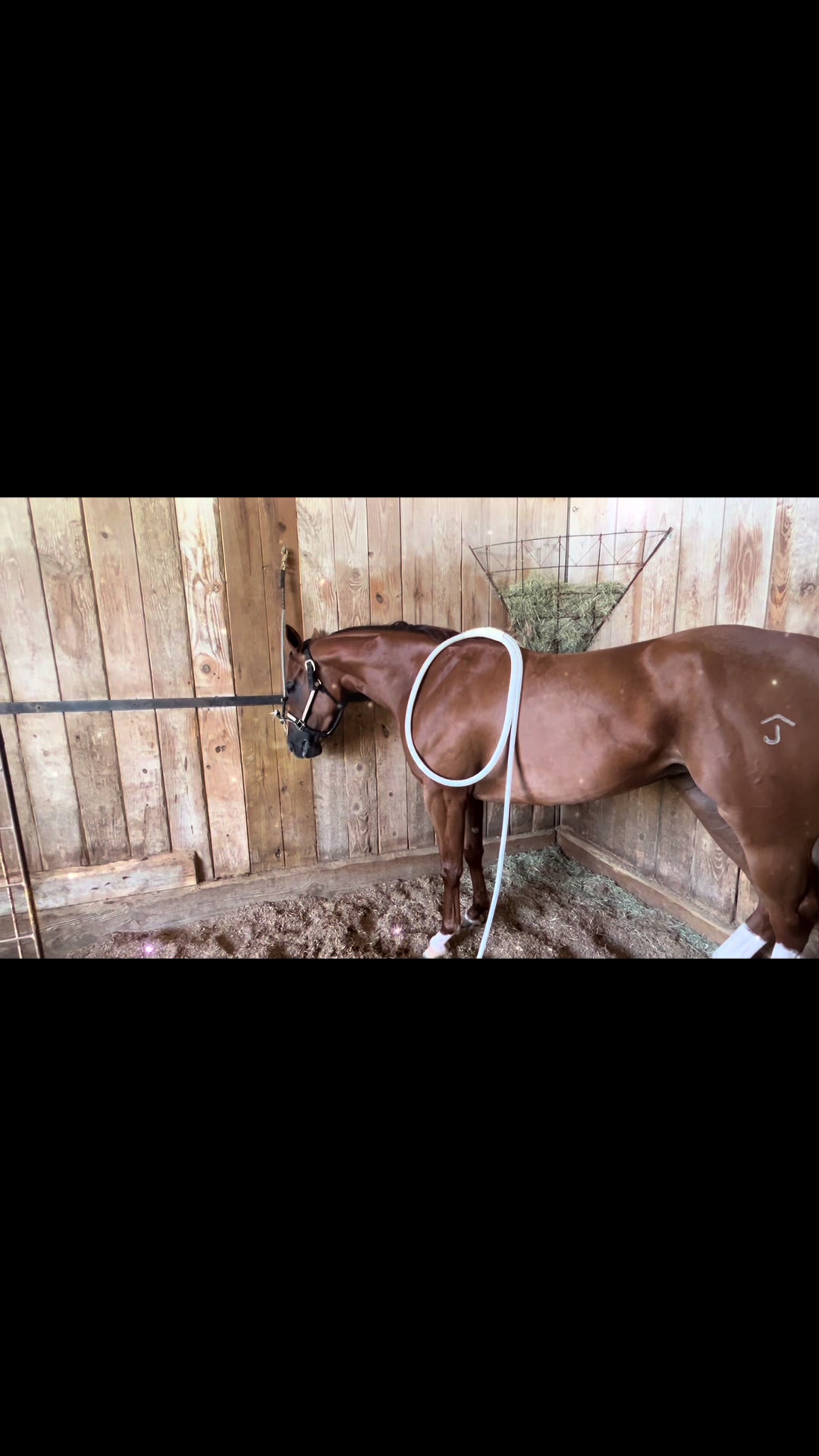 @JM Performance Horses