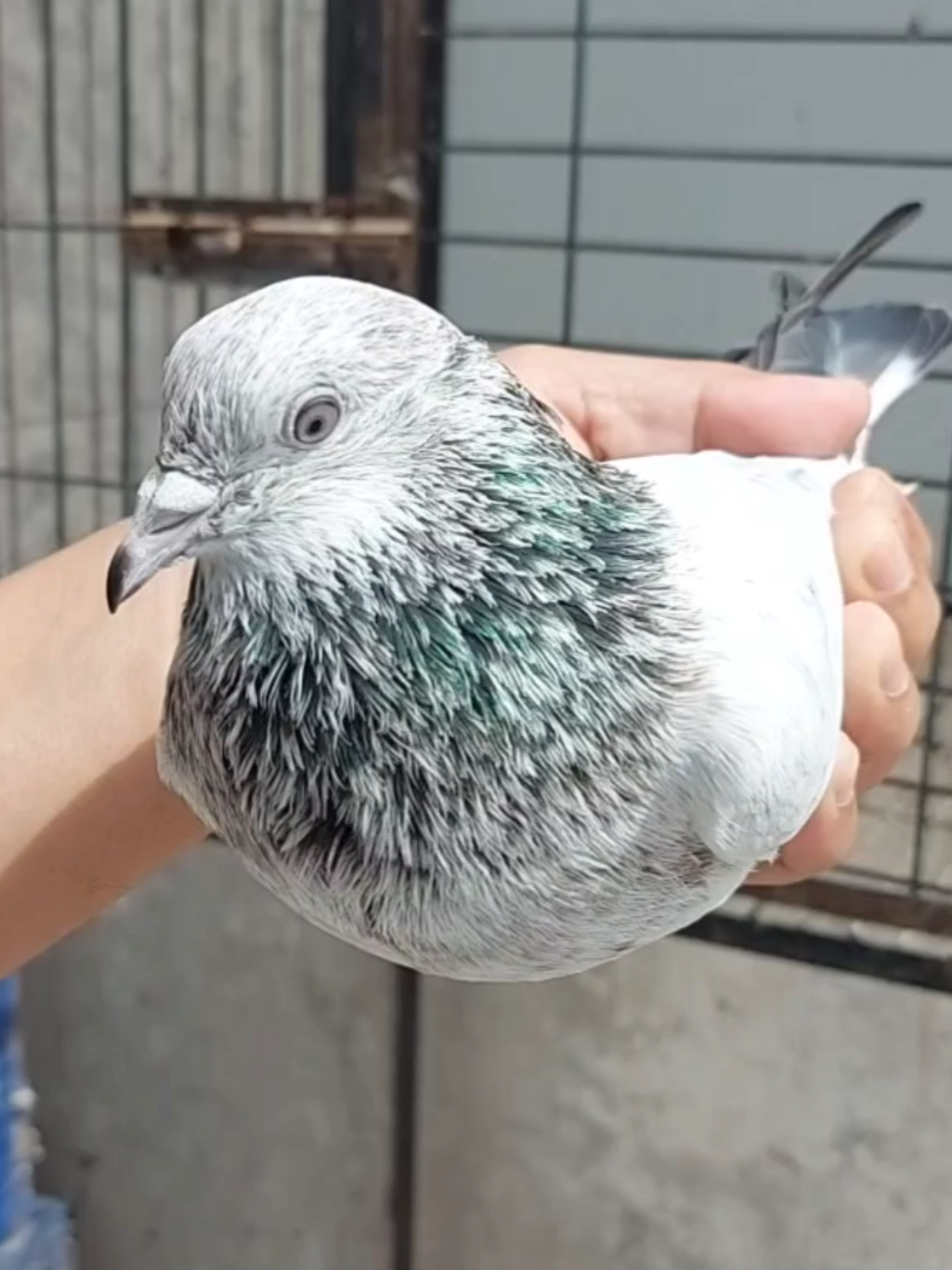 @Pak Pet Zone ( Shebi Shokeen )