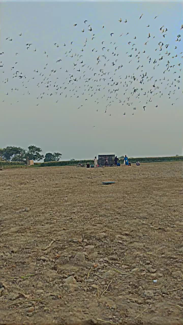 @عدیل رحمن لیہ وال کبوتر باز