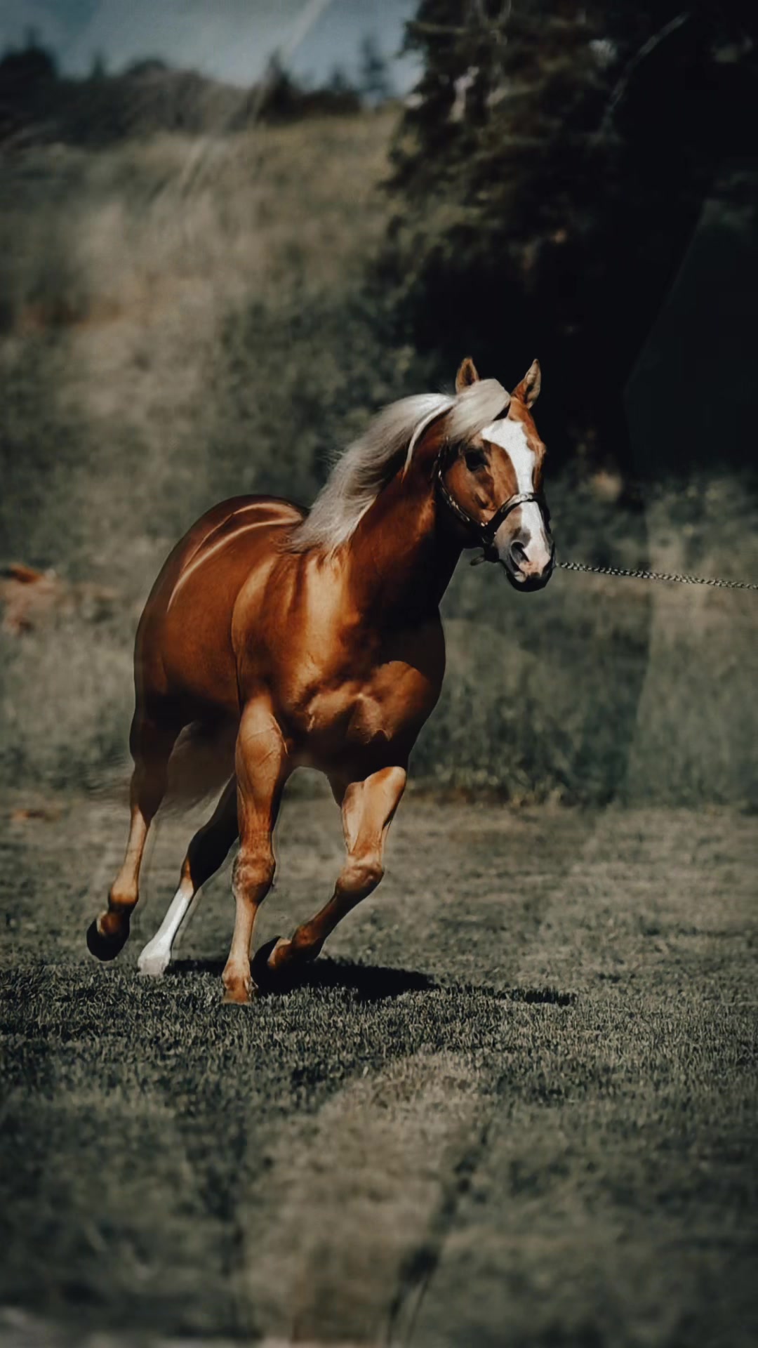 @Diamond W Barrel Horses 🇨🇦