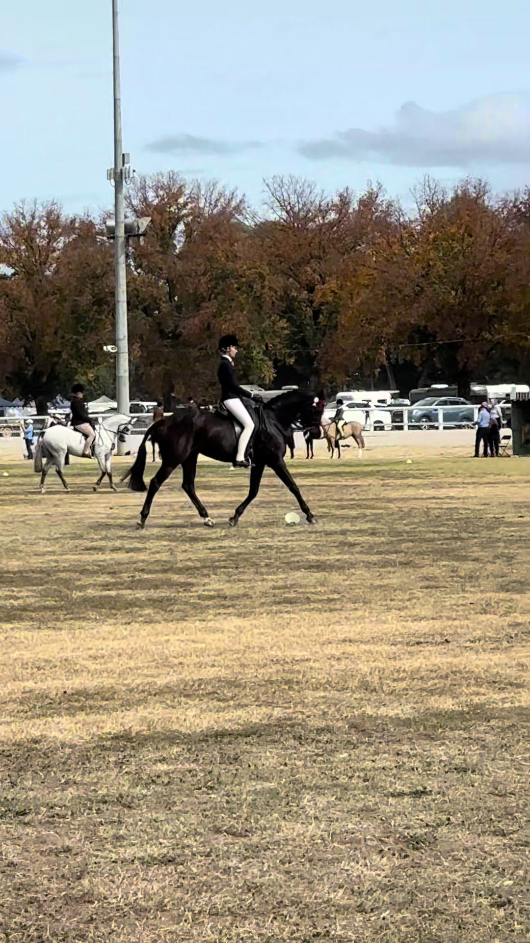 @AR show horses