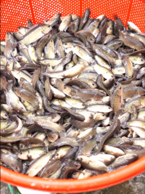 @Trại Cá Giống Quang Lâm