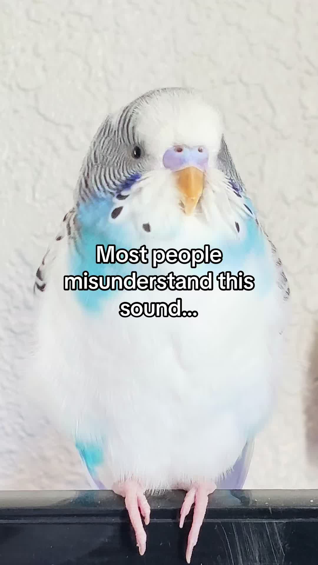 @Tiny Tweets