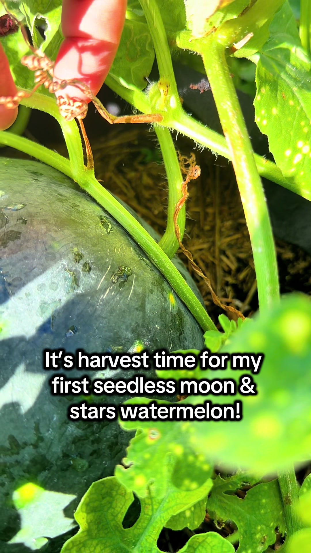 @District Gardening