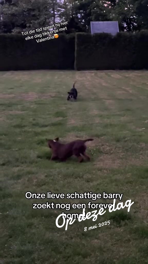 @bigdutchbullykennel