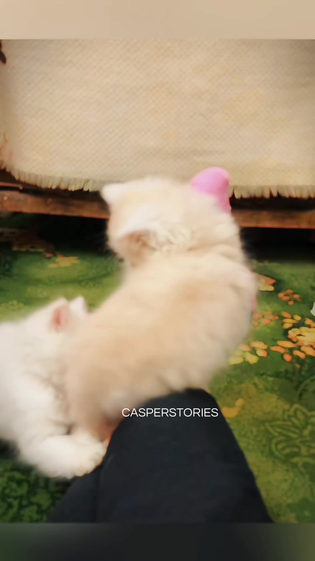 @𝑪𝒂𝒔𝒑𝒆𝒓 & 𝑴𝒊𝒏𝒏𝒊𝒆 🐾