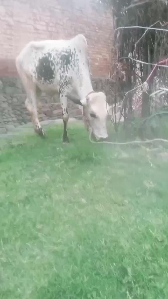 @Ali Khan