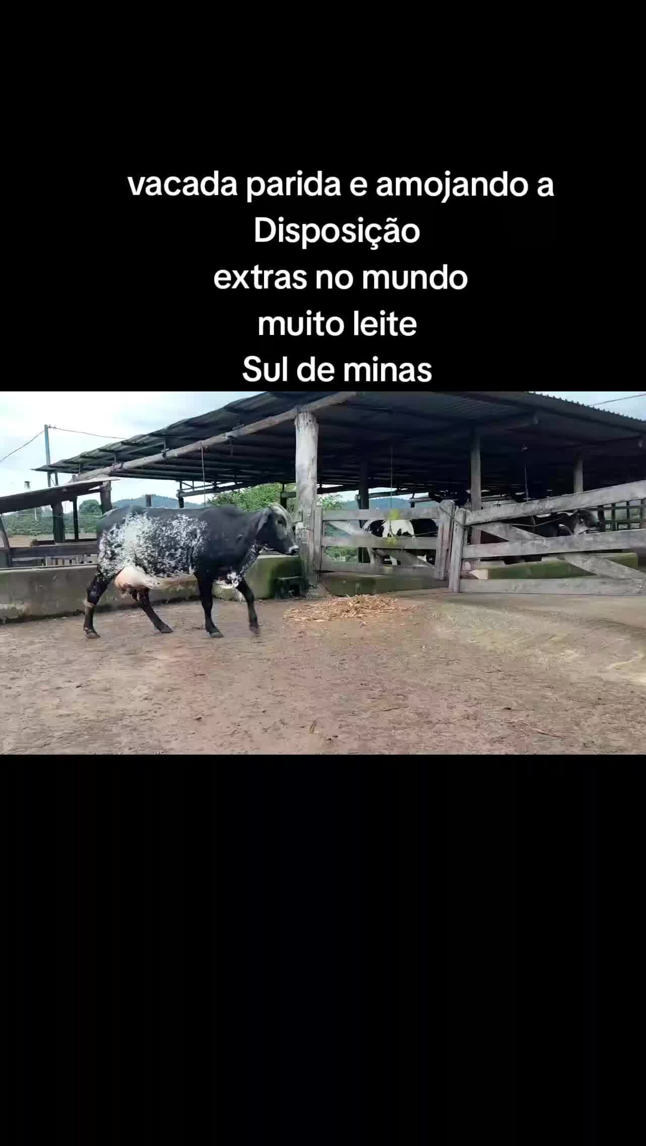 @marketing_do_gado