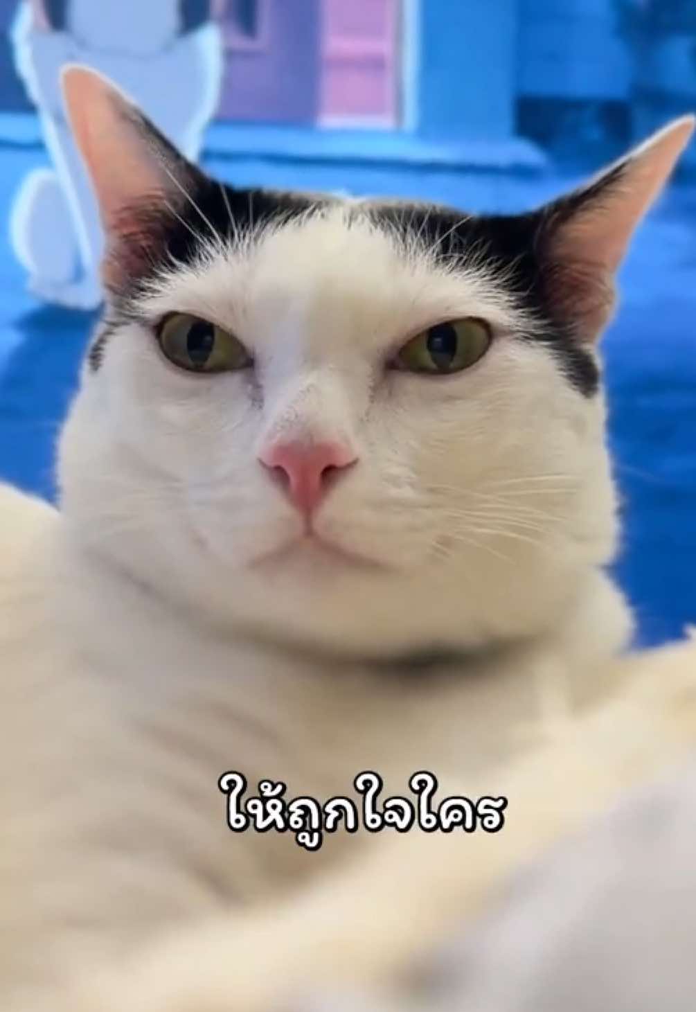 @แชปครองโลก