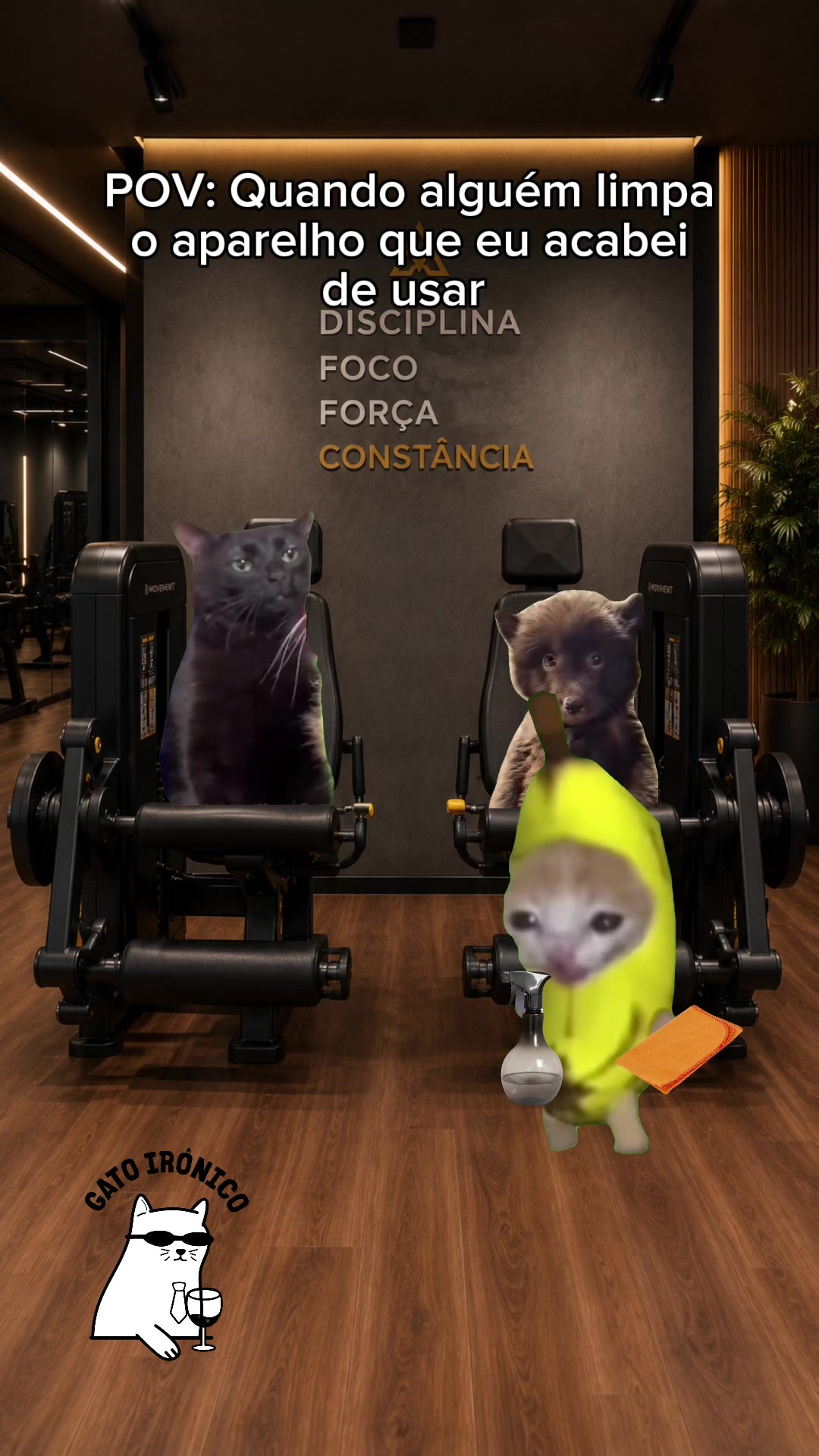 @gato ironico