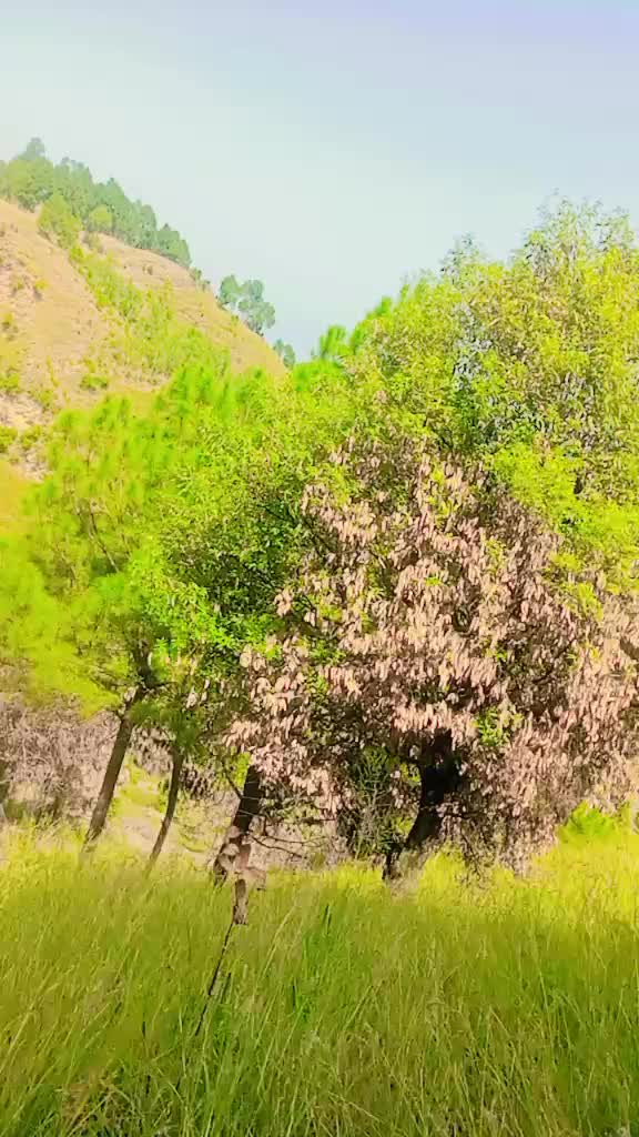 @khizzar malik 7290