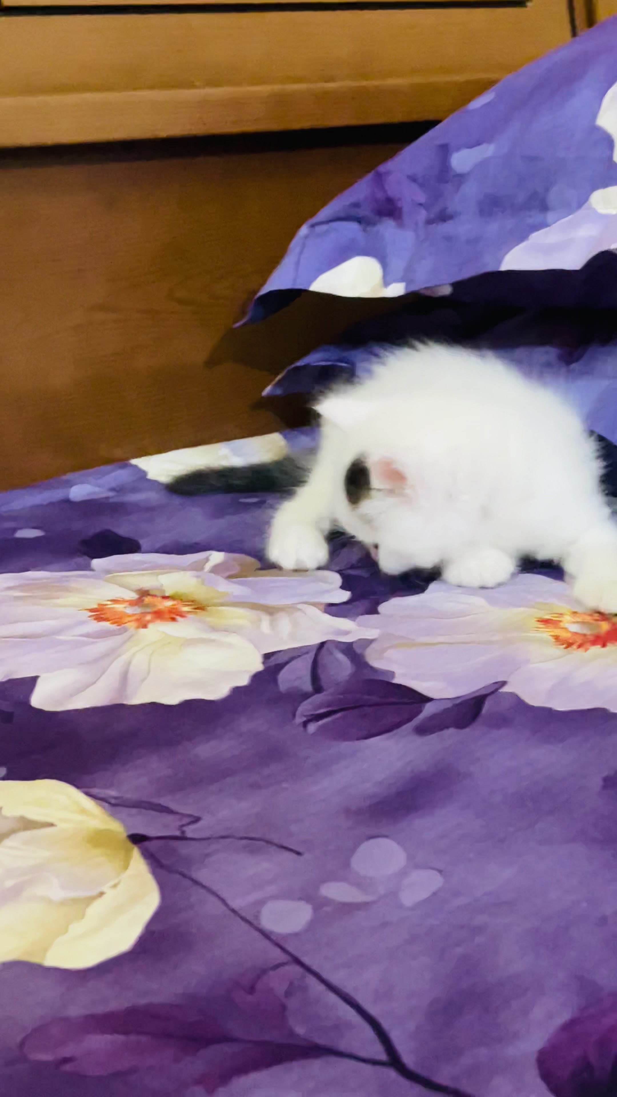 @Persian Cat Society❤️&zwj;🩹