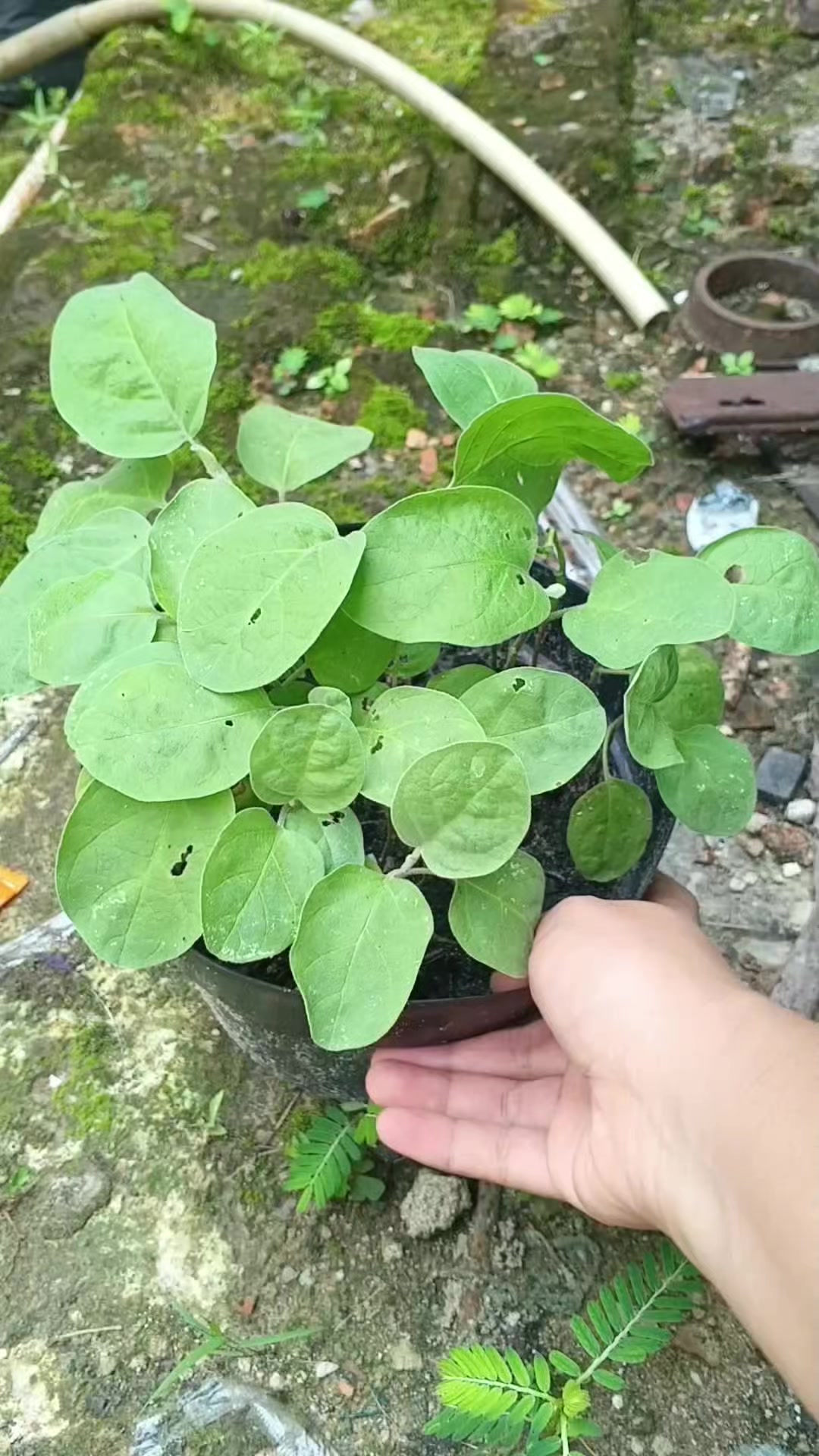 @susmawaati