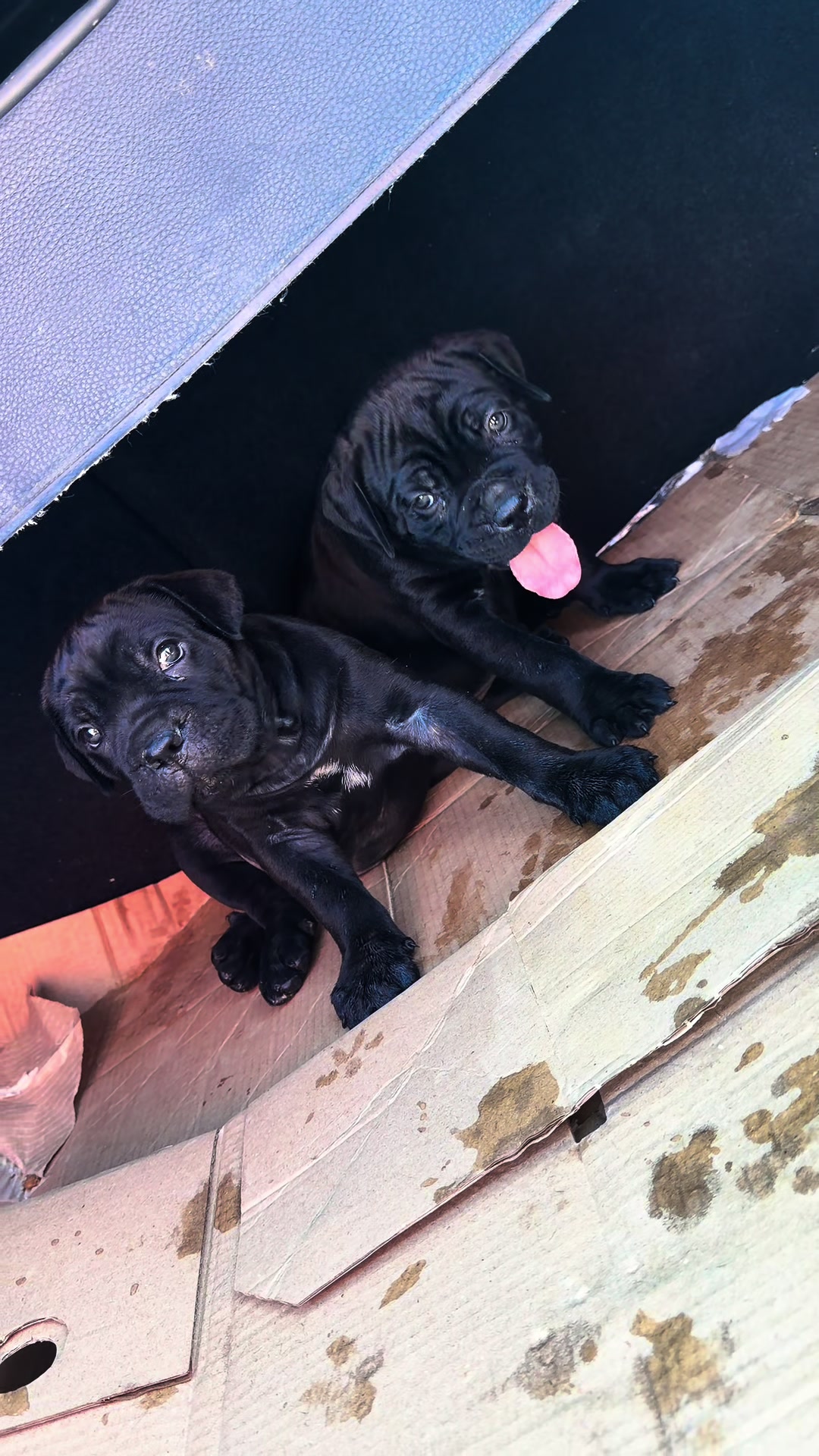 @NeroCaneCorsoKennel