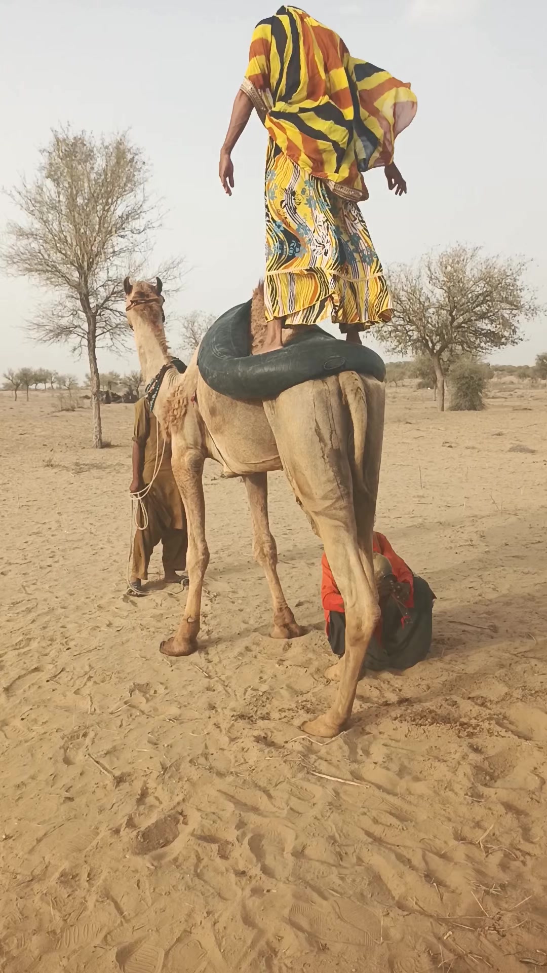 @Animals of desert