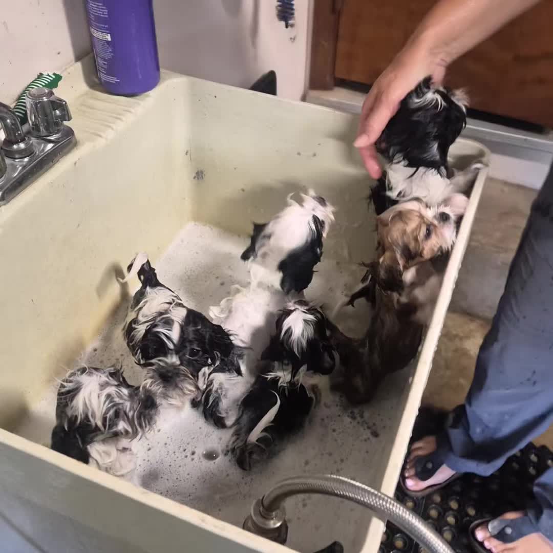 @Barb's Precious Pups