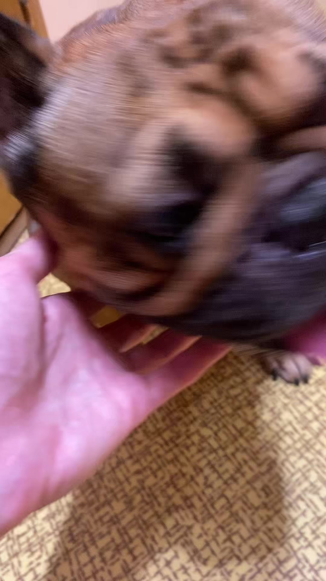 @_holly_bulls_