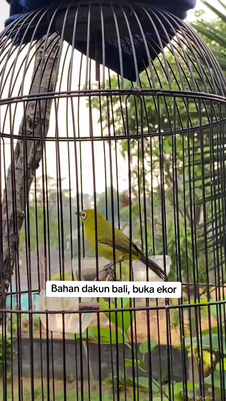 @NDX BIRD FARM