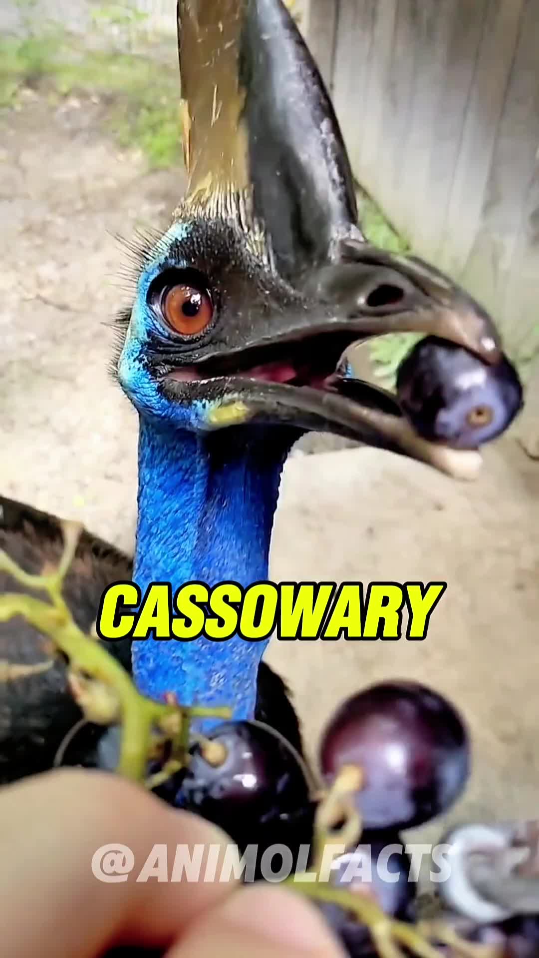 @animolfacts