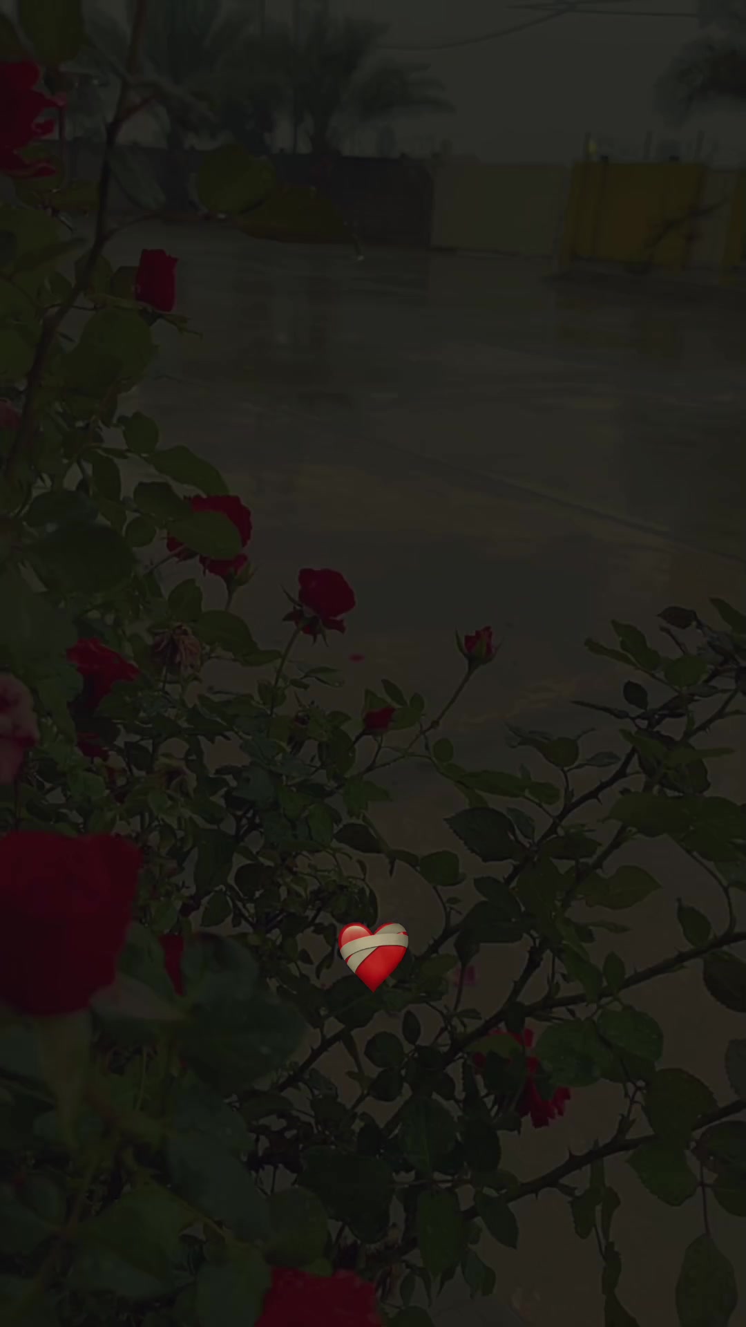 @آ۾ ريـ⃪ـ⃪𔘓ـ⃪لامـ⃪ــم🦌𔘓: