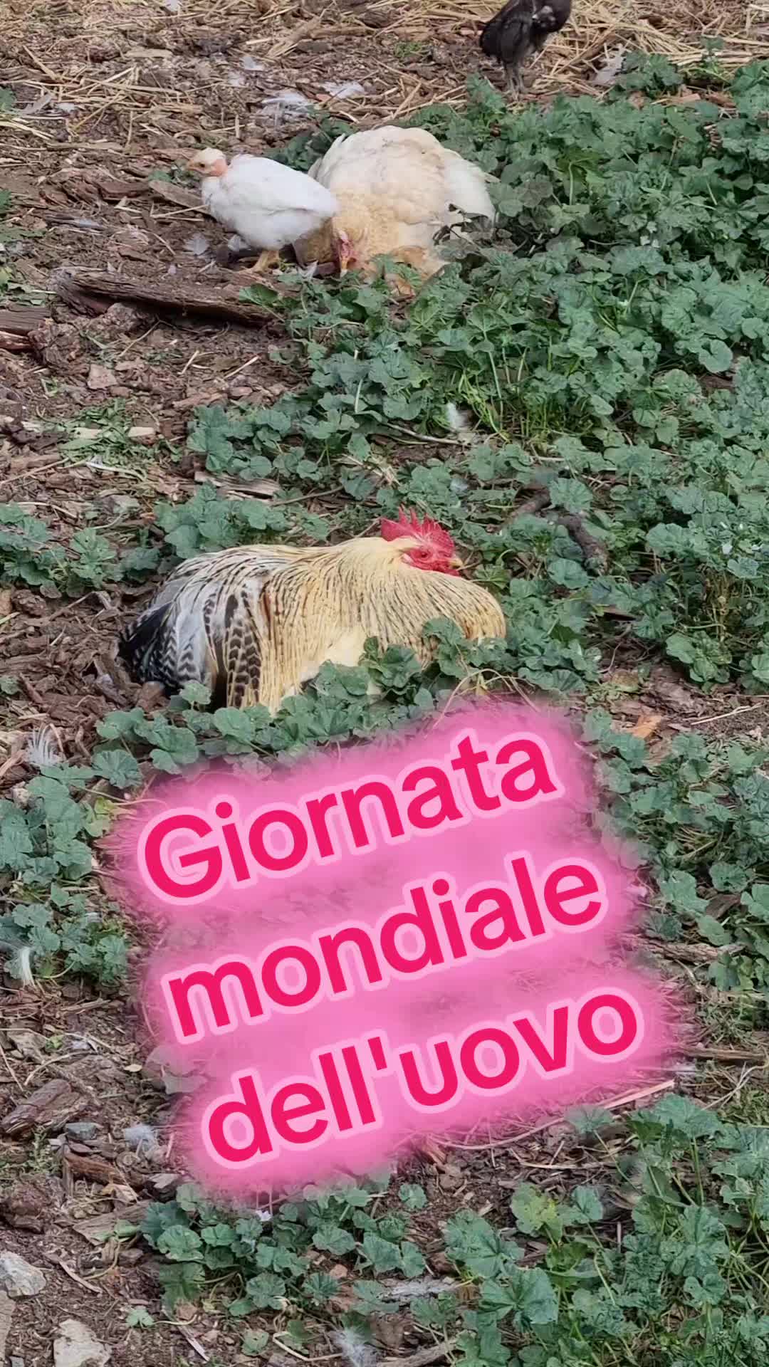 @Il leone e la gallina