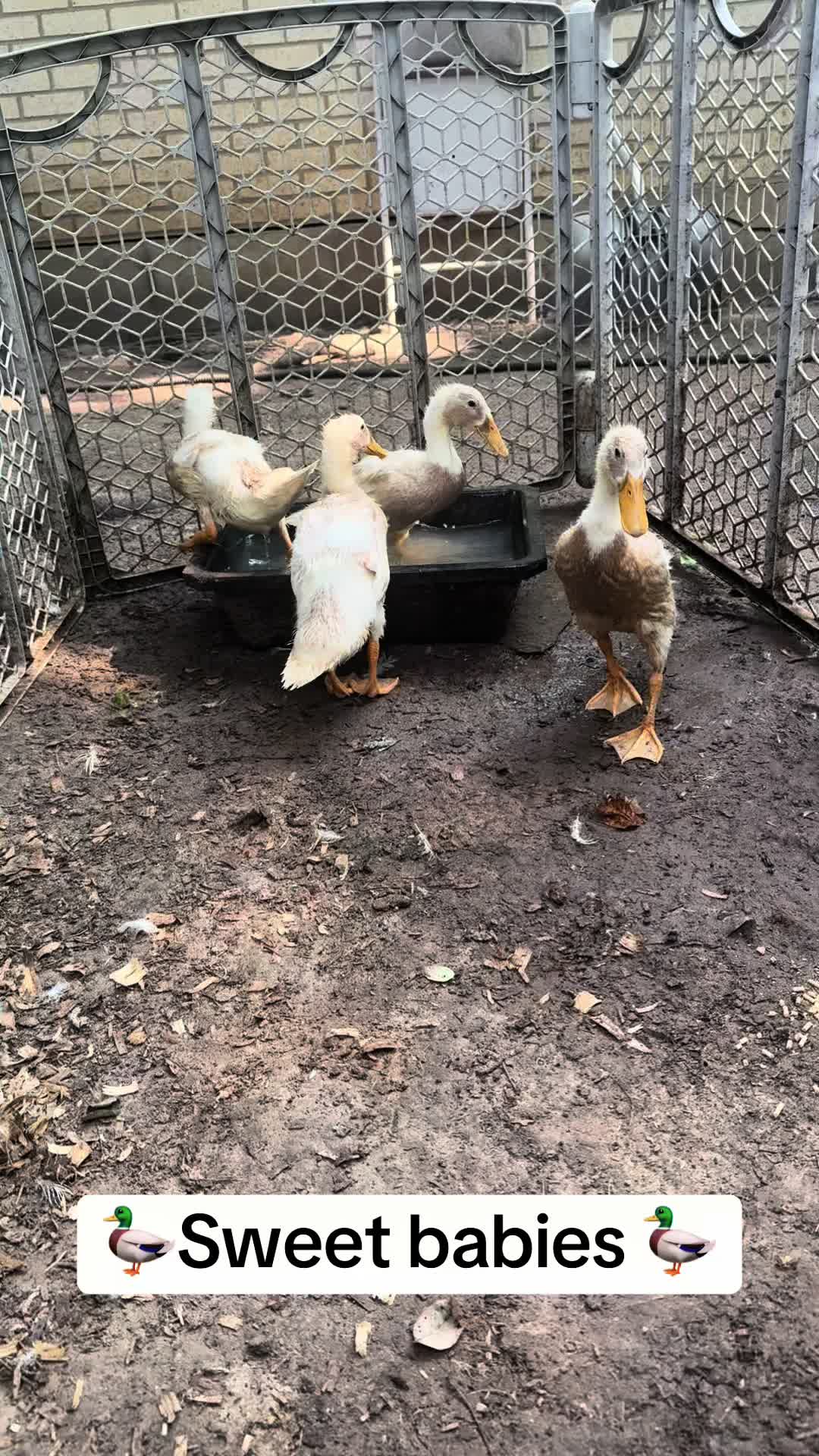 @merrickfarmstead