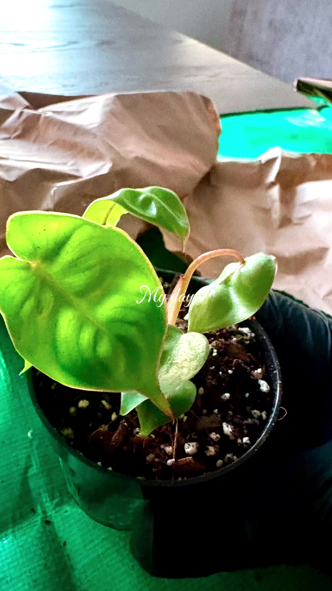 @Courtney &ldquo;DaPettyPlantDad&rdquo;
