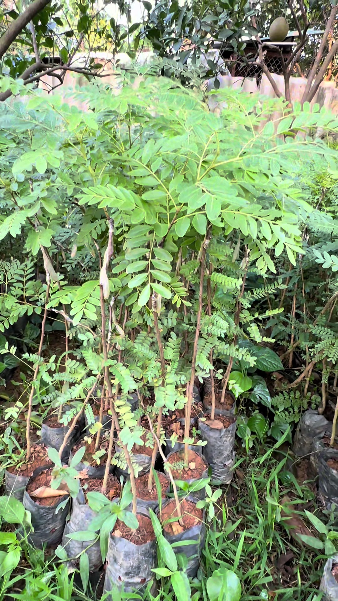 @Nh&agrave; Vườn Vũ Mai