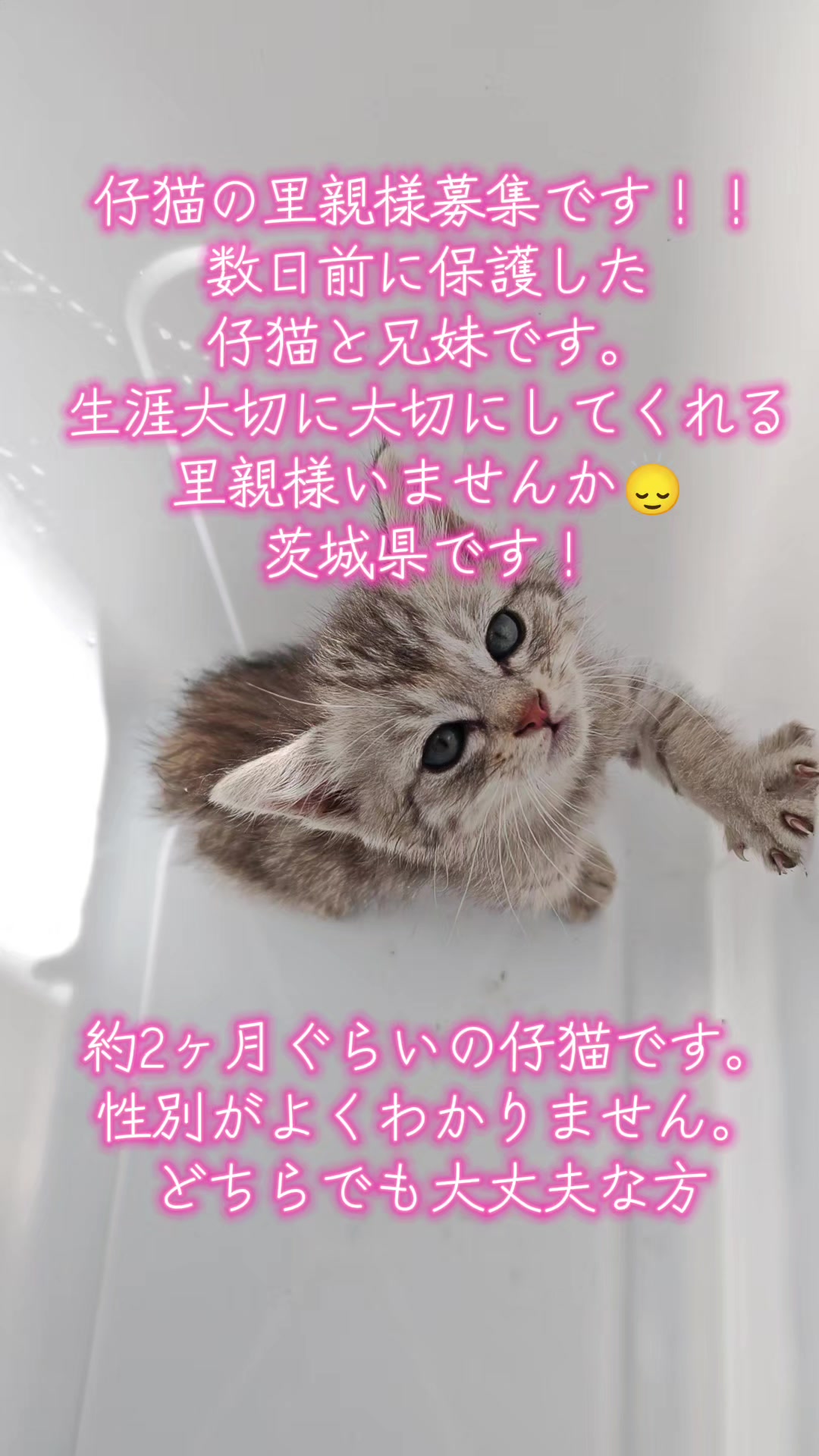 @ANIMAL♡M