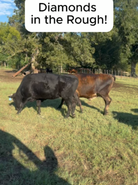 @Rutherford Land and Cattle