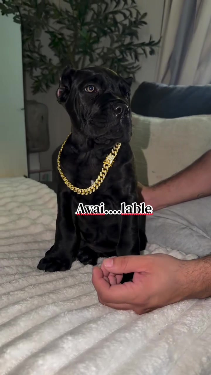 @Andrew cane corso