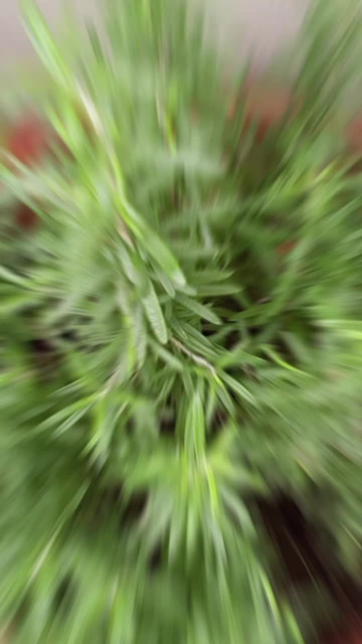 @The GenZ Gardener