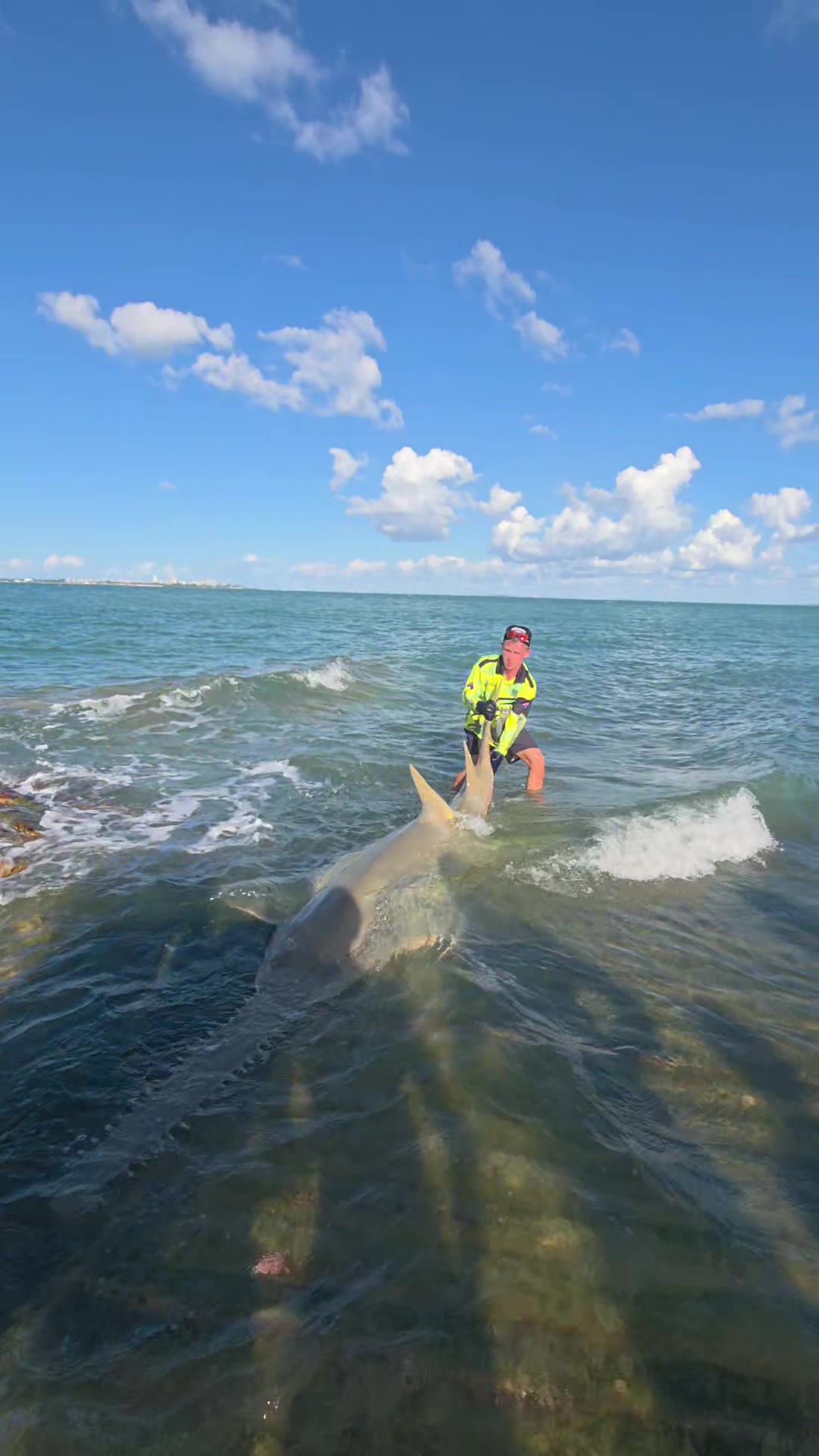 @NT SHARK KING
