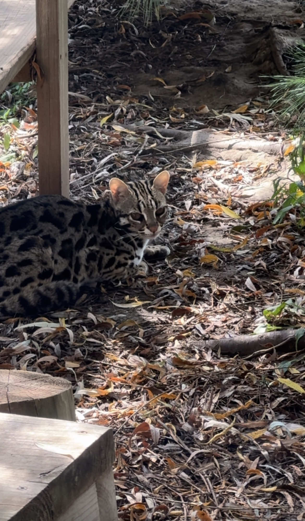 @The Wildcat Sanctuary