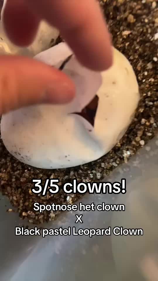 @Mystic.Morphs