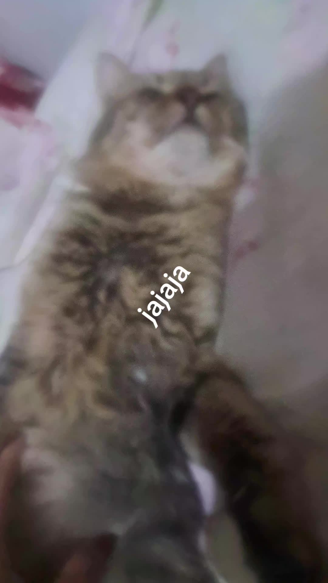 @Pri 951