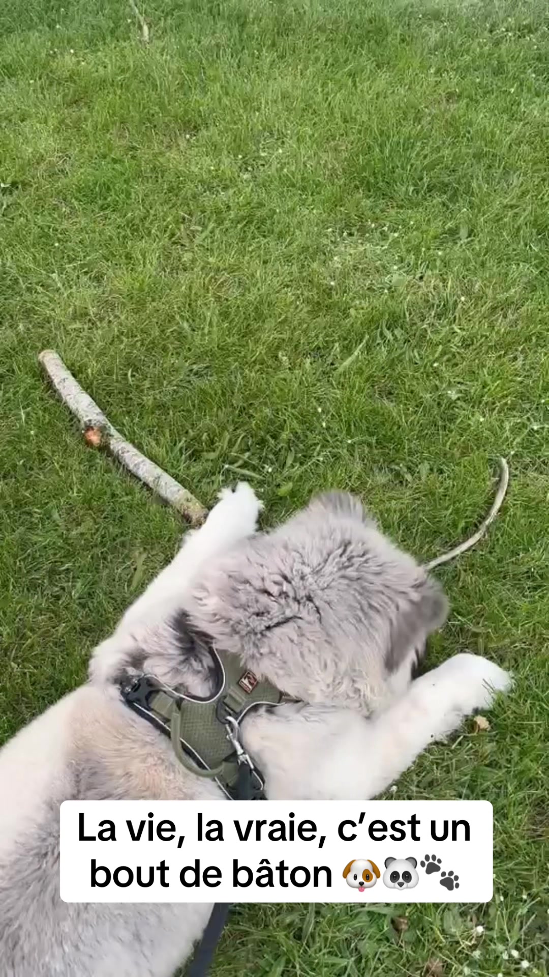 @Moon 🐶🐼🐾