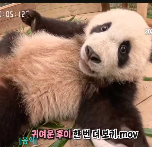 @K-PANDA kim