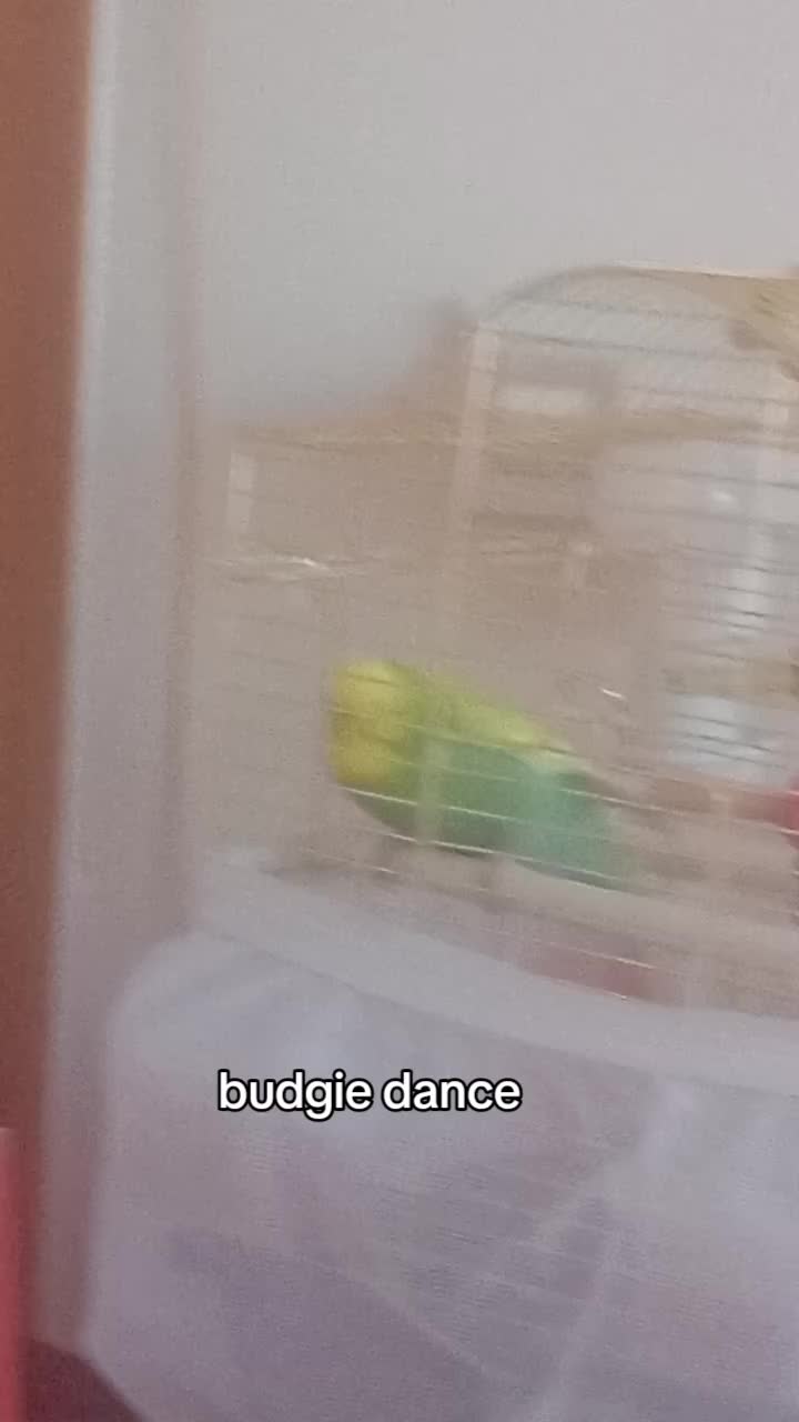 @cicikuş rıfkı🕊️