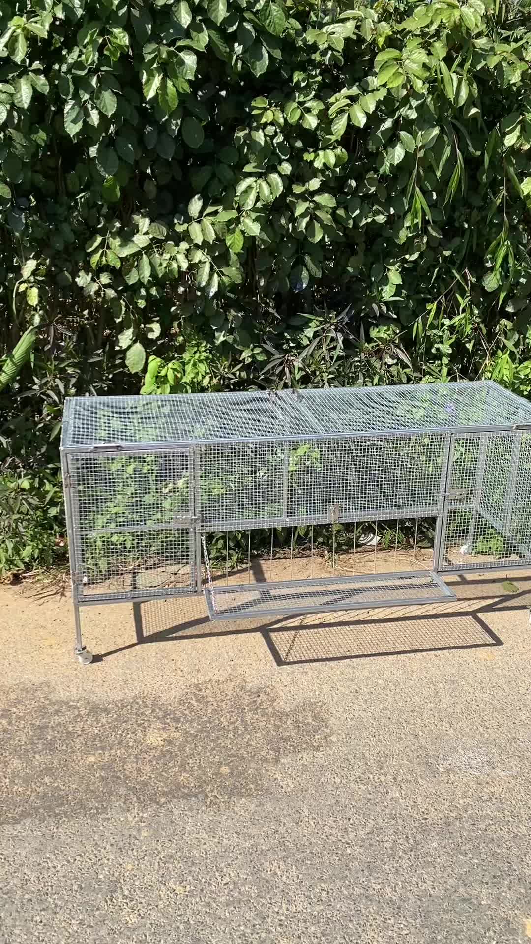 @Tập Lực G&agrave; Chọi -Avi Chim
